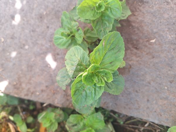 Identificação da planta Hortelã-d'água por foto