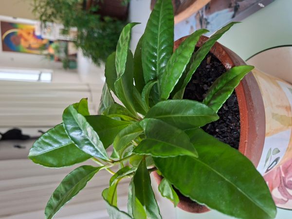 Identificação da planta Marlberry por foto