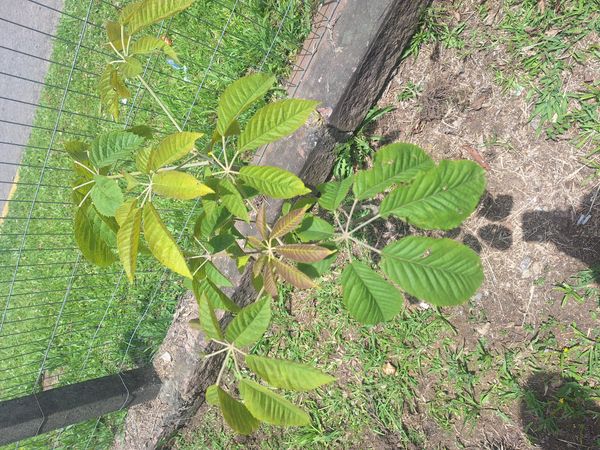 Identificação da planta Ipê-amarelo por foto