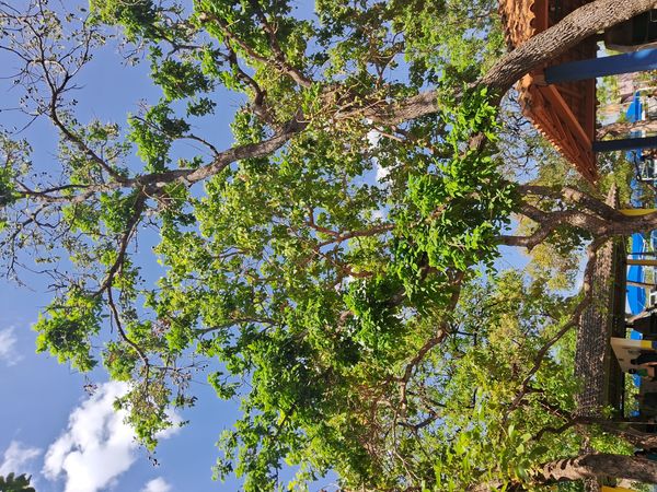 Identificação da planta Boneca-da-China por foto