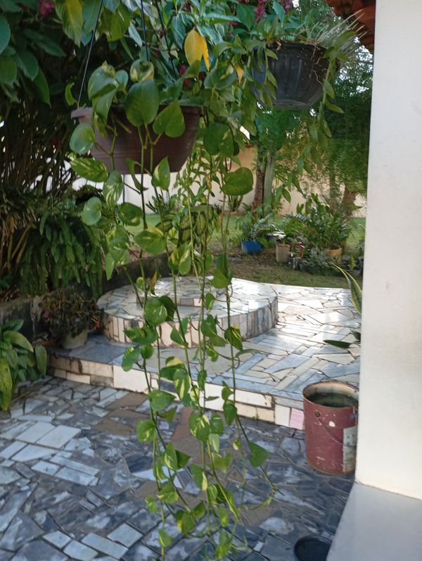 Identificação da planta Jiboia por foto