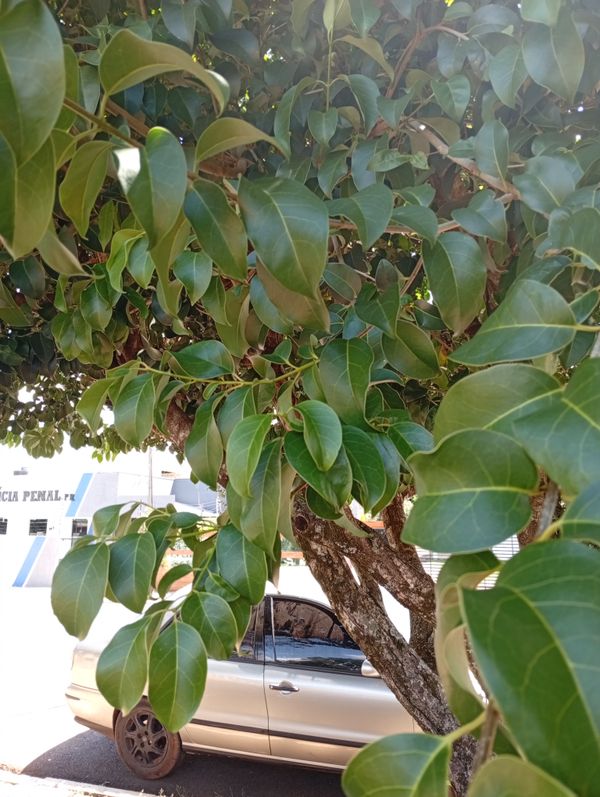 Identificação da planta Ligustro por foto