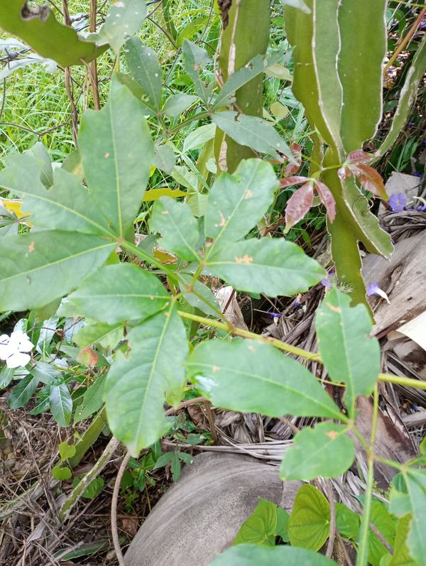 Identificação da planta Maracujá da caatinga por foto