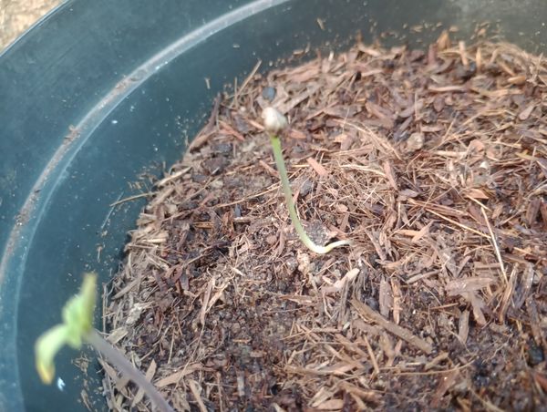 Identificação da planta Fruta-do-conde por foto