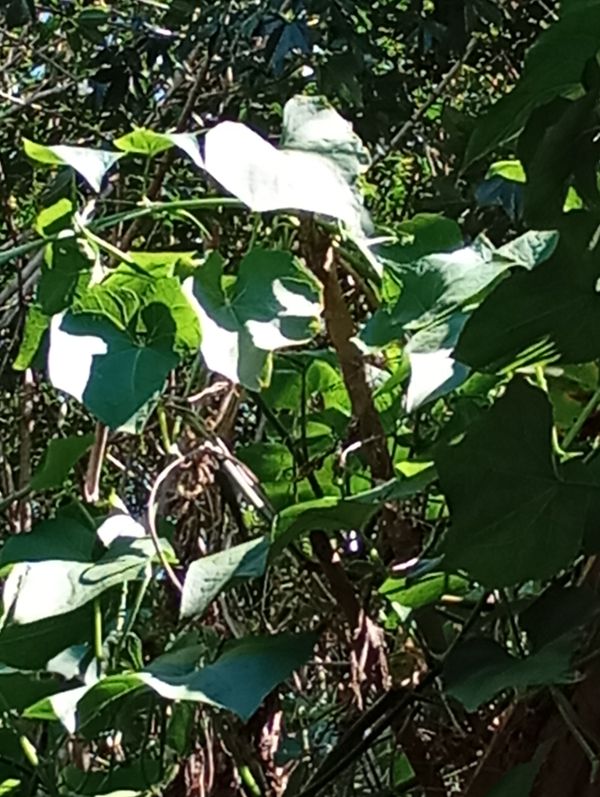 Identificação da planta Bucha por foto
