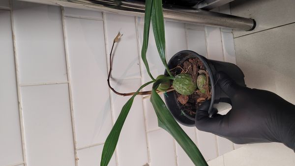 Identificação da planta Orquídea-dama-da-noite por foto
