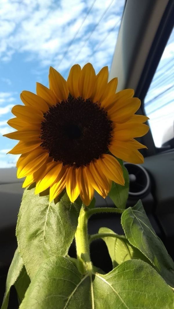 Identificação da planta Girassol-gigante por foto