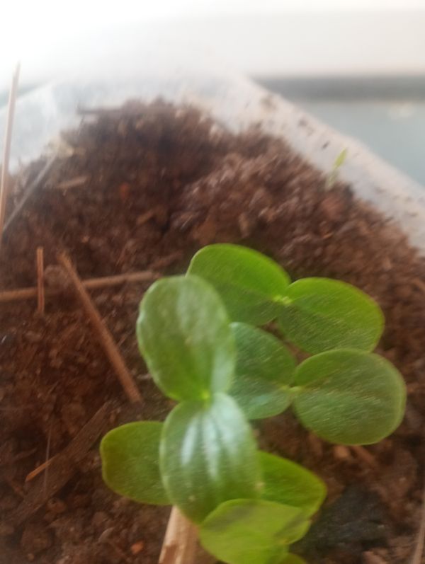 Identificação da planta Pepino por foto