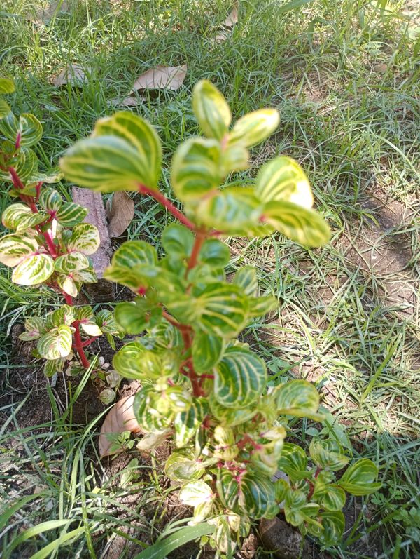Identificação da planta Bredinho-difuso por foto