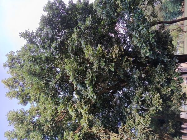 Identificação da planta Abacate por foto