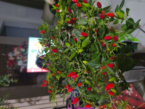 Identificação da planta Malagueta por foto