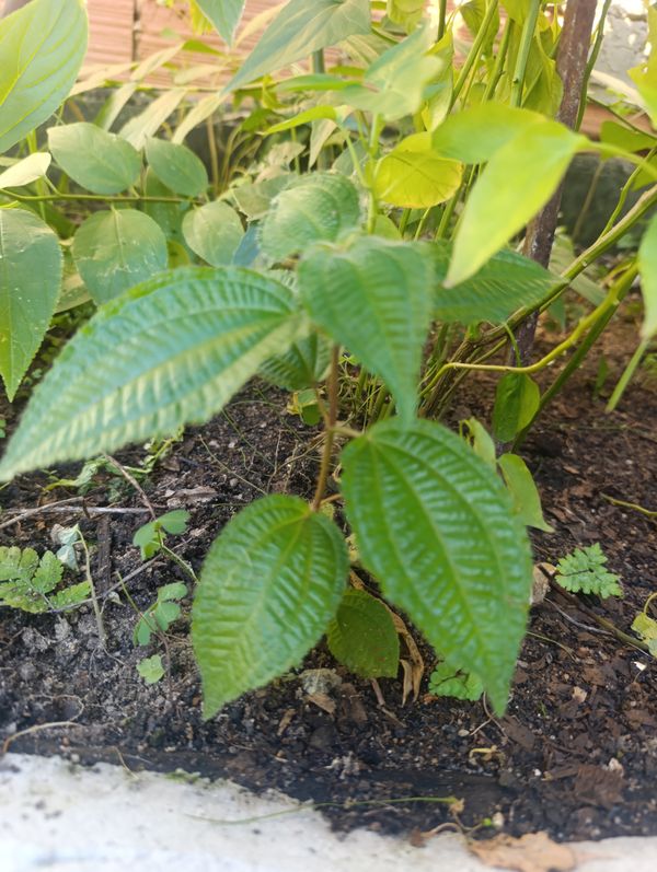 Identificação da planta Pixirica por foto