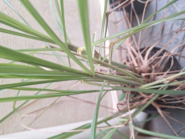 Identificação da planta Citronela por foto