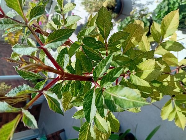 Identificação da planta Dalia por foto
