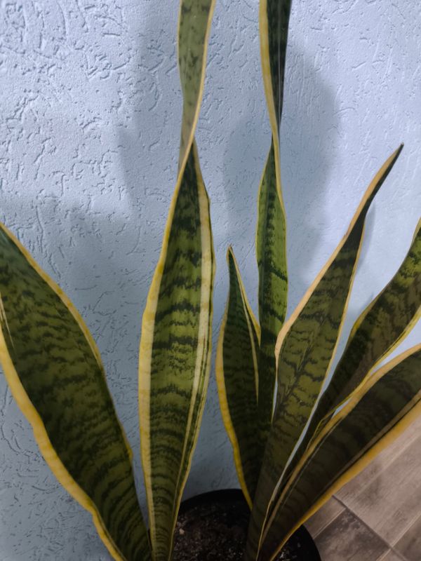 Identificação da planta Espada de são jorge por foto