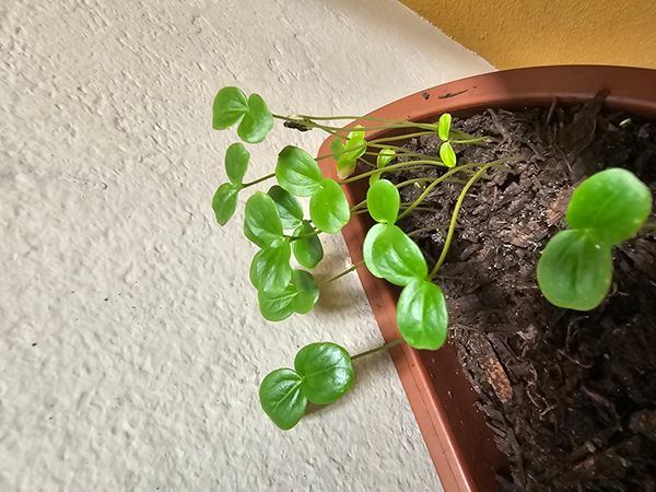 Identificação da planta Desconhecido por foto