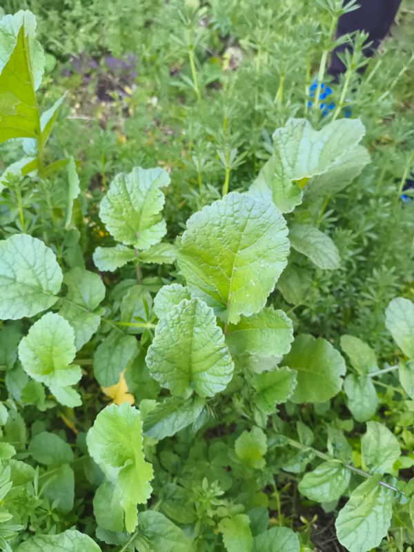Identificação da planta Nabo-bravo por foto