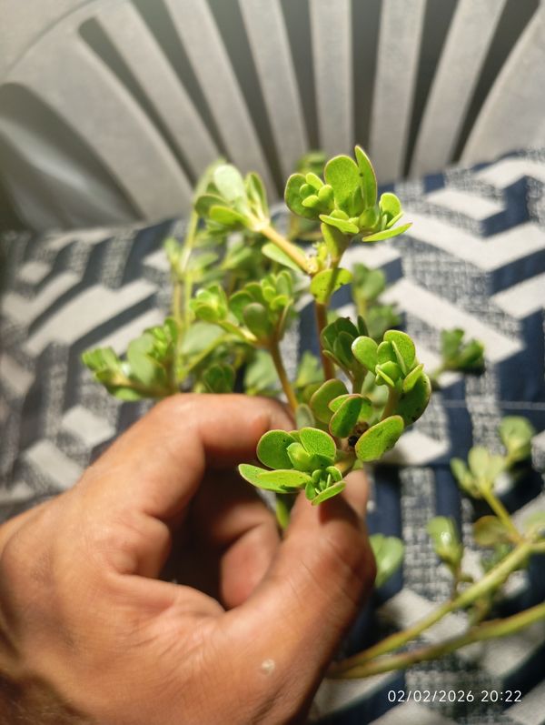 Identificação da planta Não sei por foto