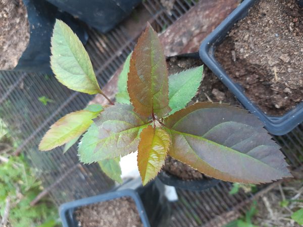 Identificação da planta Maciera por foto
