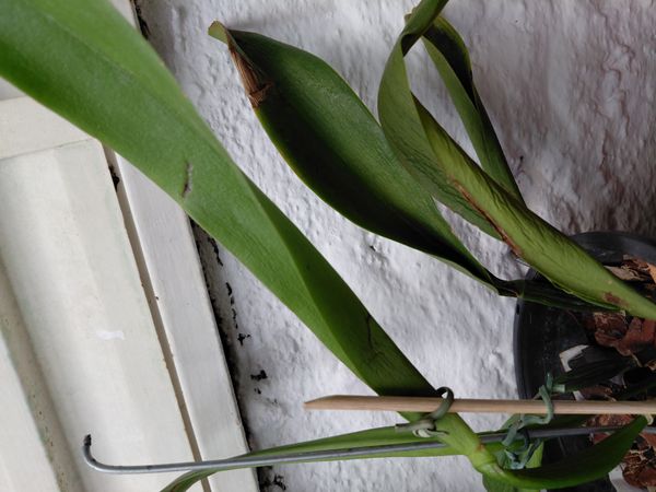 Identificação da planta Orquídea-Phalaenopsis por foto