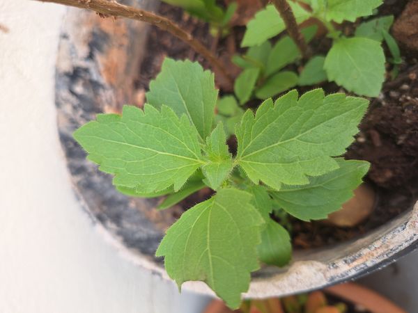 Identificação da planta Maria-preta por foto