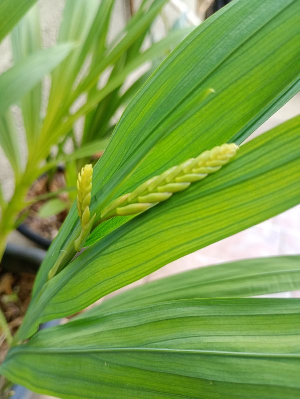 Identificação da planta Cobra-de-capim por foto
