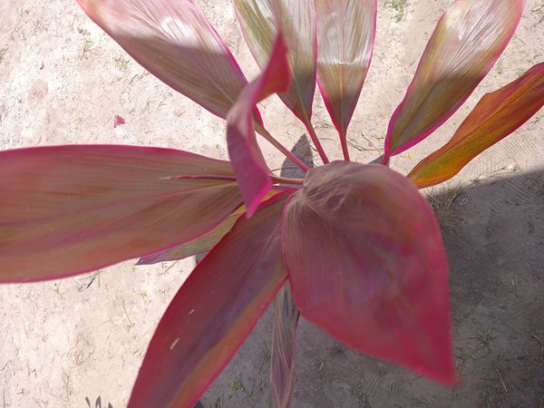 Identificação da planta Dracena por foto