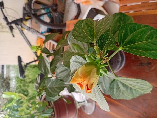 Identificação da planta Hibisco-frágil por foto