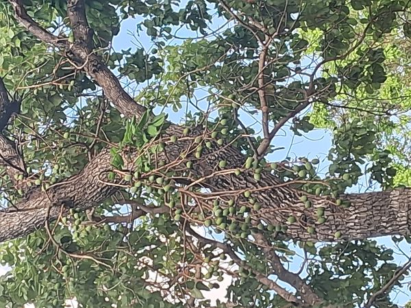 Identificação da planta Cajá-mirim por foto