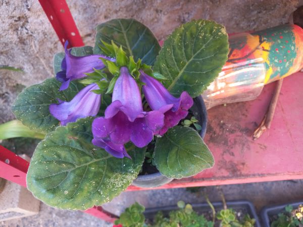 Identificação da planta Gloxínia por foto