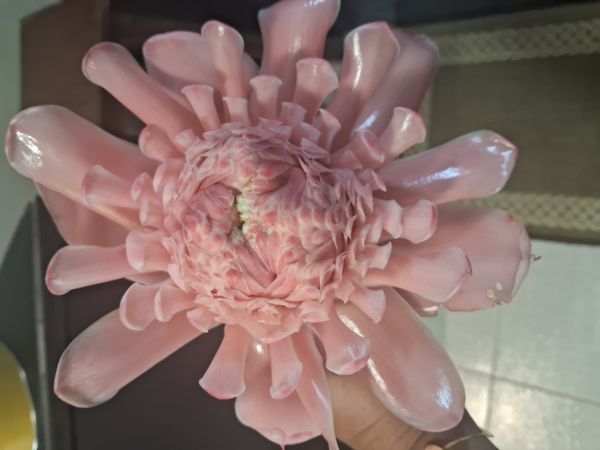 Identificação da planta Bastão-do-imperador por foto