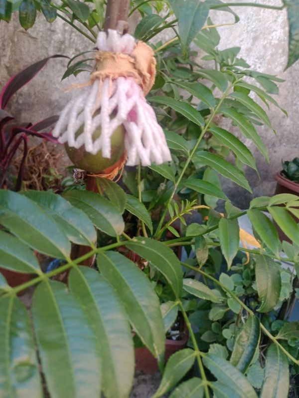 Identificação da planta Cajá-manga por foto