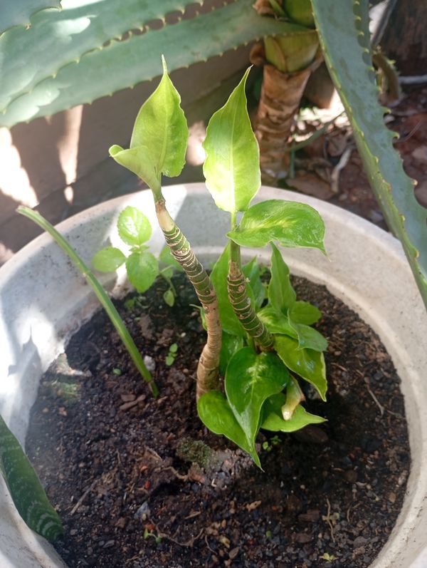 Identificação da planta Comigo-ninguém-pode por foto