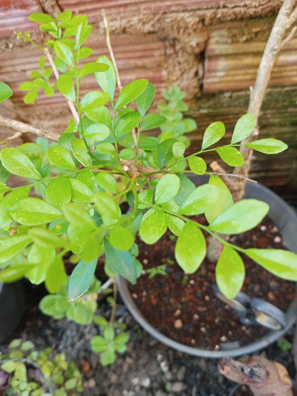 Identificação da planta Murta-de-cheiro por foto