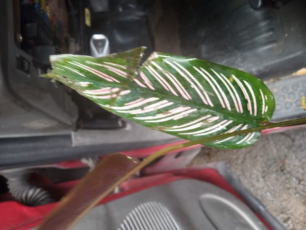 Identificação da planta Maranta-zebrada por foto