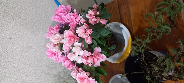 Identificação da planta Azaléia por foto