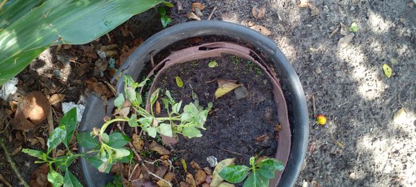 Identificação da planta Leiteira-de-jardim por foto