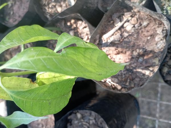 Identificação da planta Sem nome popular registrado por foto