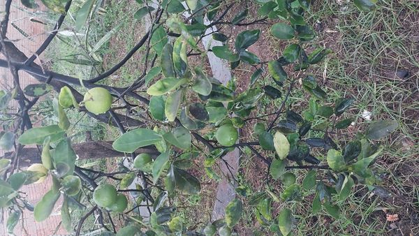 Identificação da planta Limão galego por foto