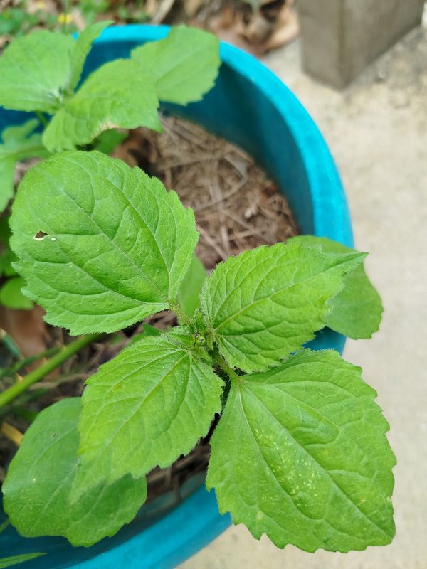 Identificação da planta Picão-branco por foto