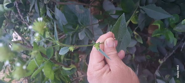 Identificação da planta Serragem por foto