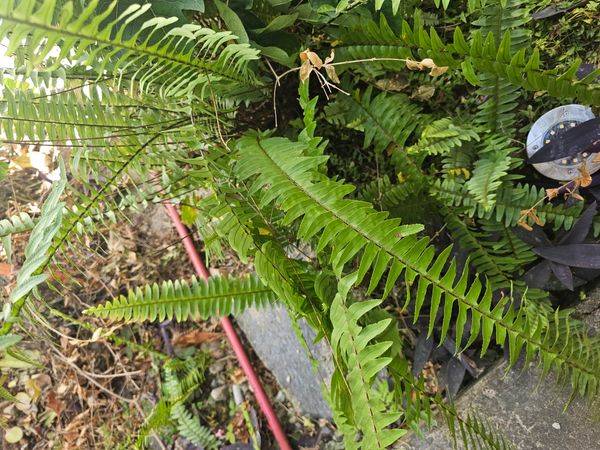 Identificação da planta Samambaia americana por foto