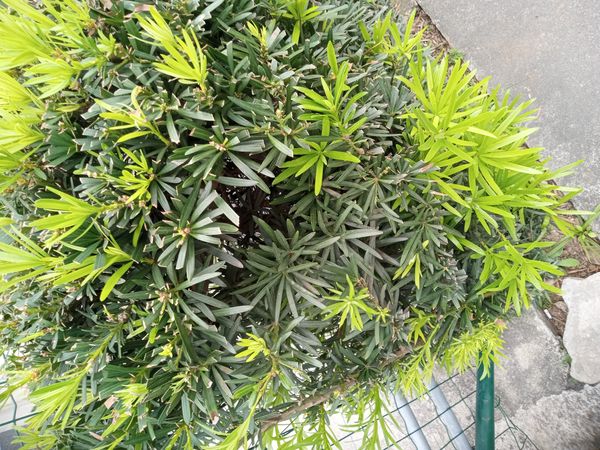 Identificação da planta Pinheiro-de-buda por foto