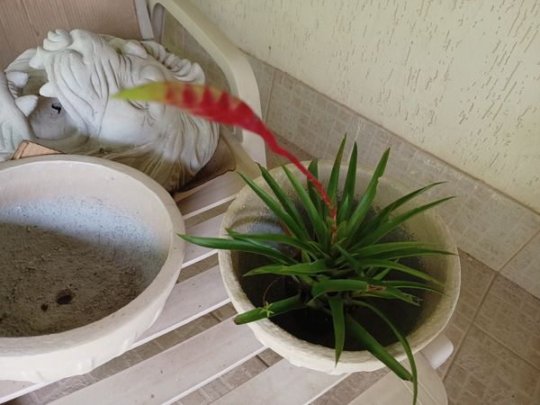 Identificação da planta Bromelia Vriesea por foto