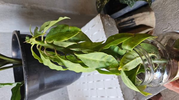 Identificação da planta Rosa-de-pedra por foto