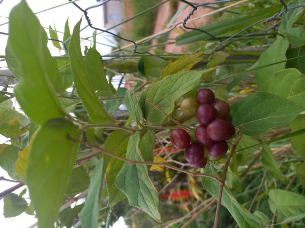 Identificação da planta Sem nome popular por foto