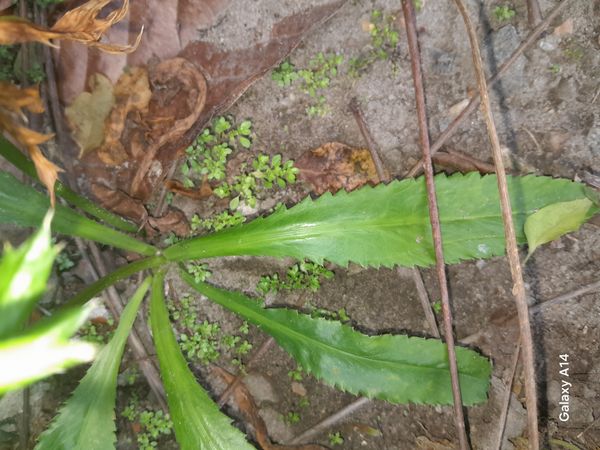 Identificação da planta Coentro verdadeiro por foto