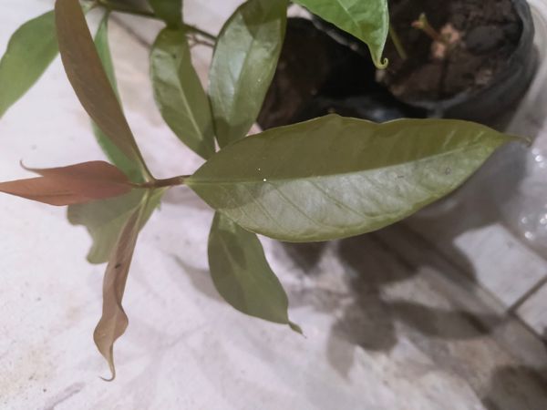 Identificação da planta Jambo por foto
