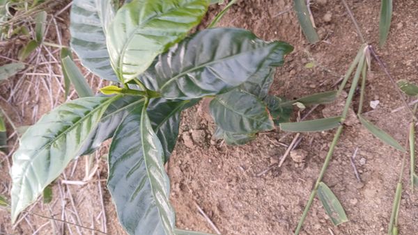 Identificação da planta Café por foto
