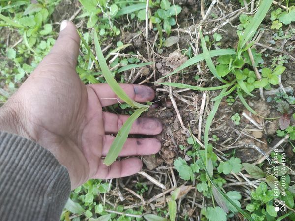 Identificação da planta Grama-batatais por foto